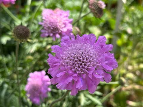 Blossom Pincushion flower (Scabiosa)