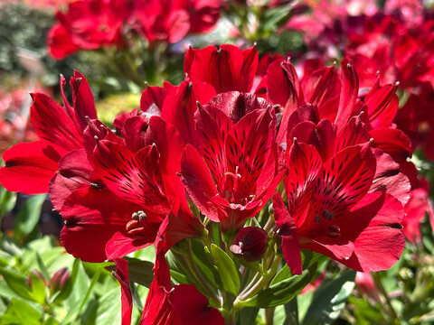 Peruvian Lily or Lily of the Incas (Alstroemeria)