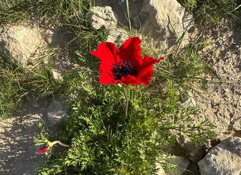 Spring bloom of anemones (Anemone coronaria) in the Negev