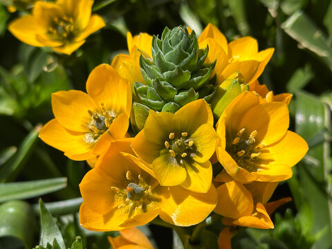 Star-of-Bethlehem or Ornithogalum (lat. - Ornithogalum dubium)