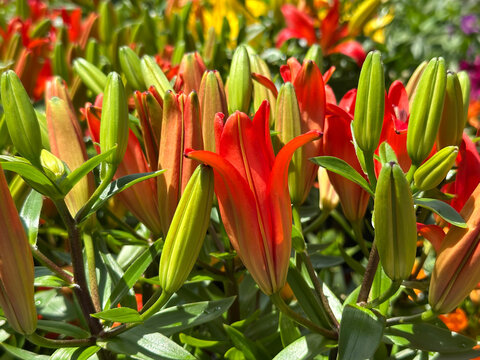 Red Matrix Asiatic Lily (Lilium)
