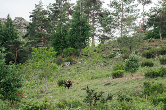 Cachena Cow Grazing on Grassy Mountain Slope Surrounded by Pine Trees