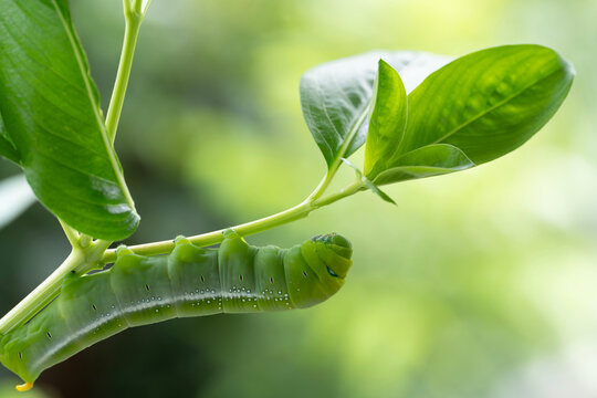 macro focus of oleander hawk moth caterpillar on the leaves