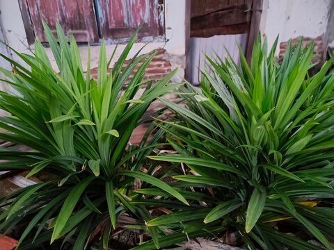Lush Green Pandan Plants Growing in a Traditional Home Garden