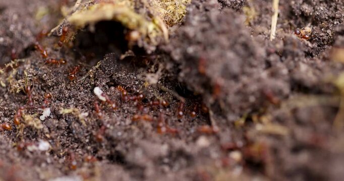 Red ants working inside brown soil anthill, wild insect colony moving eggs inside dirt ground nest structure in forest environment