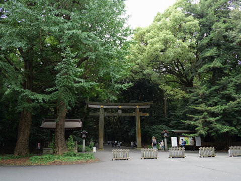 Wooden torii gate at the entrance to Meiji Jingu Shrine surrounded by lush green trees in Shibuya, Tokyo, Japan
