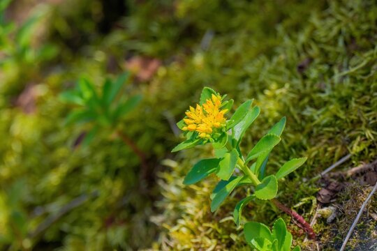 苔の中に咲く鮮やかな黄色の野草 キリンソウの接写 新緑の自然風景