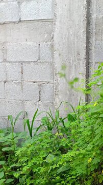 Grey concrete block wall with wild green plants growing in Guatemala