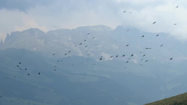Flock of alpine chough birds flying over dolomites mountains