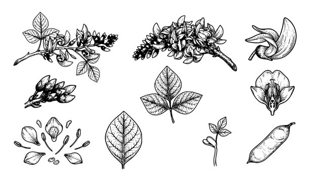 Butea Monosperma Botanical Line Art Vector Set