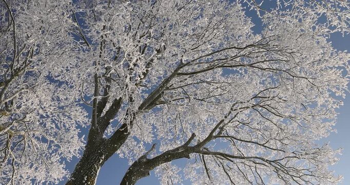 Light-colored trees in a rural countryside, a group of trees frozen on the edge of a flat field on a cold January afternoon