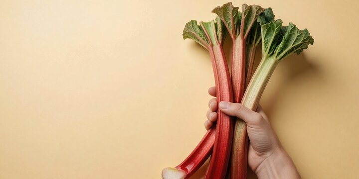 Fresh rhubarb stalks held in hand against a neutral background representing healthy eating