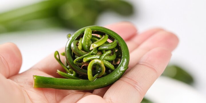 Fresh fiddlehead fern coiled tightly in a hand, showcasing edible wild spring greens for healthy gourmet cooking and gourmet recipe concepts