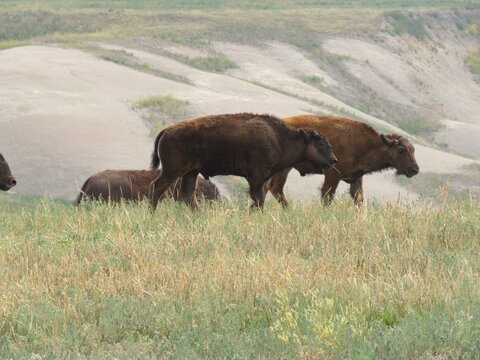 Side Profile View of Two Baby Bison Standing Next to Each Other on Rolling Plains in South Dakota