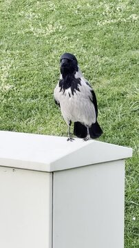 Hooded Crow Perched on a Utility Box in a Grassy Field