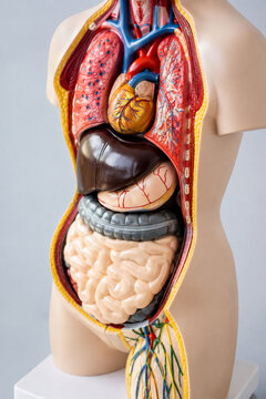 AI generated anatomical human torso model displaying internal organs including heart lungs liver stomach intestines for medical education healthcare training clinical reference