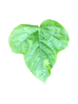 Isolated Fetid passionflower or Stinking Passionflower Leaf with clipping paths.