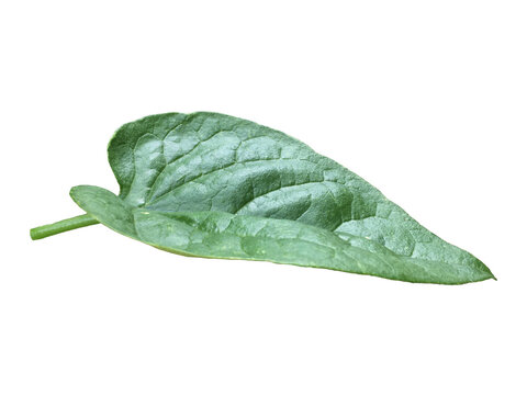 Isolated Malabar Spinach Leaf with clipping paths.