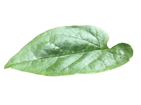 Isolated Malabar Spinach Leaf with clipping paths.