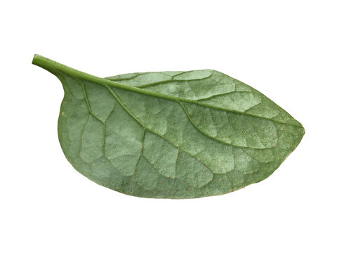 Isolated back side of Malabar Spinach Leaf with clipping paths.