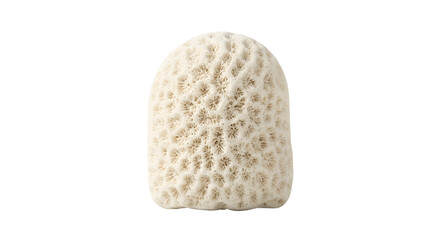 White dome or columnar brain coral skeleton isolated on a black background © Jurairat