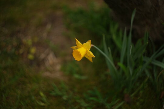 Single yellow daffodil blooming in a spring garden