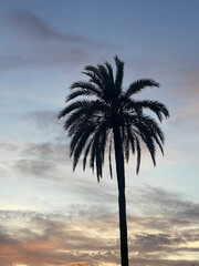 Obraz premium tropical palm tree's silhouette with beautiful sunset and clouds on the background
