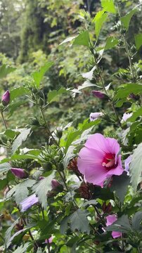 rose of sharon in the rain