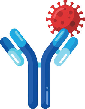antibodi