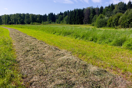 Freshly mown windrow of hay drying in a sunlit meadow during summer harvest time with a lush green forest backdrop under a clear blue sky, rural agricultural scenery