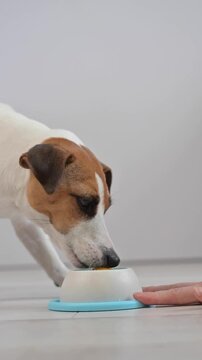 A Jack Russell Terrier dog licks a lick toy.