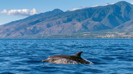 Fototapeta premium Majestic Dolphin Swimming in Crystal Clear Ocean with Mountain Range in Background Under Bright Blue Sky and Fluffy White Clouds