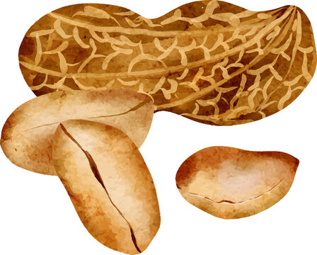 Watercolor peanut illustration with cracked shell and kernels