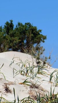 Vertical video of white sand dunes of Elafonisi beach with sea daffodils and jupines. Crete. Greece