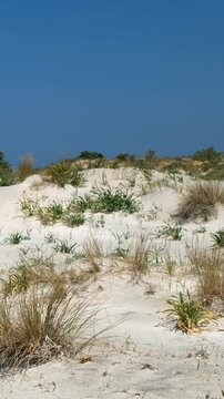 Vertical video of sand dunes of Elafonisi beach with sea daffodils and jupines. Crete. Greece