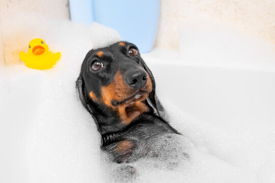 Thoughtful black and tan dachshund dog reclining in a deep foamy bubble bath with white suds all around, relaxed pet enjoying spa, washing and hygiene concept.