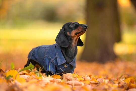  Black and tan dachshund dog in a denim jacket standing in fallen foliage beside a tree trunk and looking up against a blurred autumn forest, seasonal pet walk.