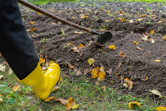Unrecognizable Woman Planting Garlic in Garden Soil During Late Autumn. Wearing bright yellow rubber gardening boots and protective gloves. She uses hoe to create planting rows. Vegetable garden with