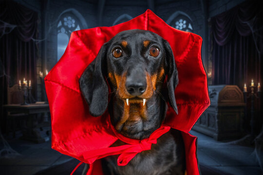 Dachshund vampire in red cloak inside spooky castle