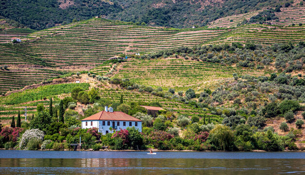 Terraced vineyard along the Douro River in Portugal