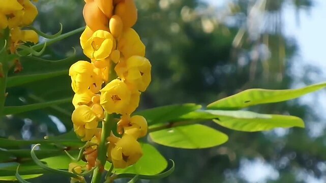 Fixed extreme close-up shot of bright yellow blooming flowers of Senna alata (candle bush, Cassia alata, or ringworm bush). The video beautifully captures the intricate details of the petals.