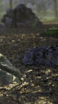 A tranquil forest clearing is filled with gentle sunlight filtering through leaves. Smooth stones are scattered amidst fallen leaves, creating a peaceful atmosphere perfect for reflection.