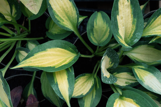 Variegated hosta leaves forming a natural pattern