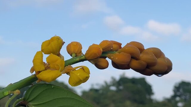 Close up of Senna alata yellow flower buds with morning dew drops swaying gently in breeze under blue sky