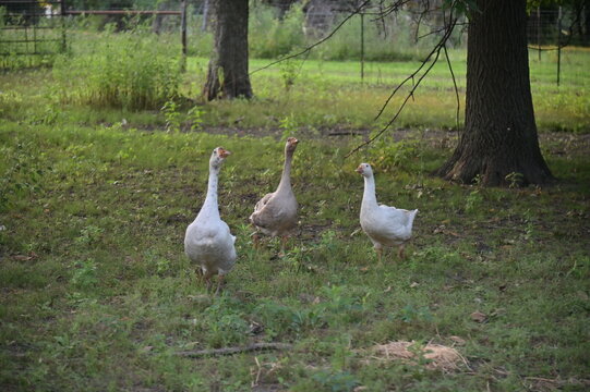 Geese
