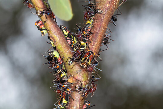 Southern Meat Ants Tending Gumtree Hopper Nymphs on Eucalyptus Stem