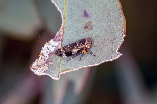 Gum Leaf Hopper Resting on Eucalyptus Leaf Close Up