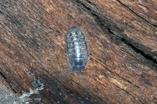 Close Up of Common Rough Woodlouse on Rotten Log