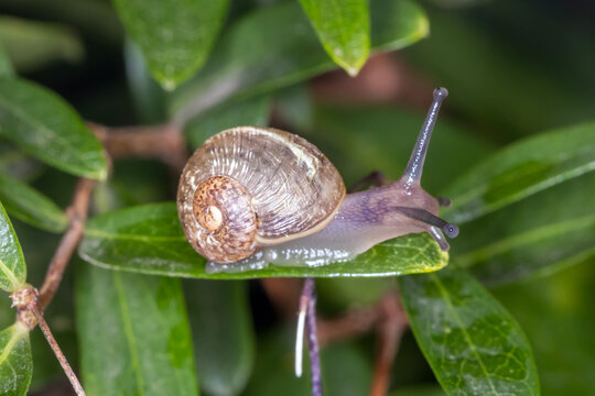 Garden Snail Portrait on Glossy Green Leaf