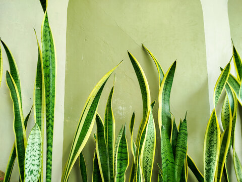 Beautiful Dracaena trifasciata 'Laurentii' (Snake Plant) featuring variegated green leaves with yellow margins against a green wall background. House plant ornamental. 